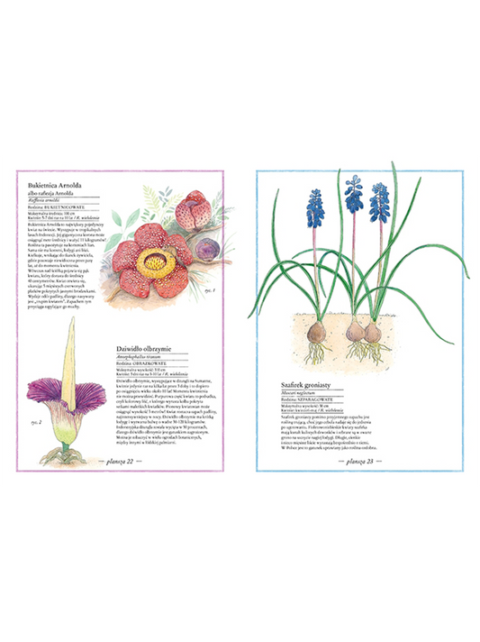 Illustrated inventory of flowers