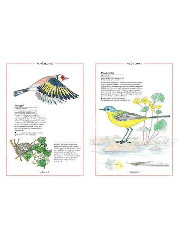 Inventario ilustrado de aves.