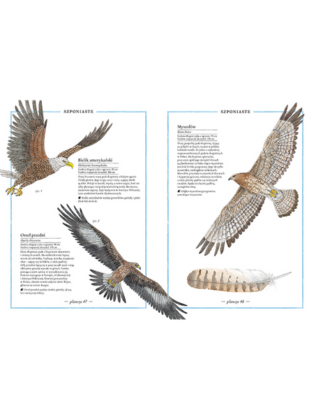 Inventario illustrato degli uccelli