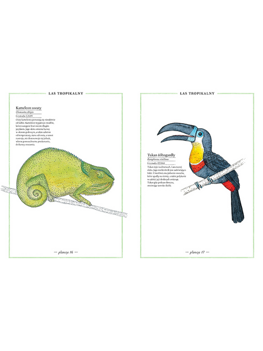Illustrated inventory of animals