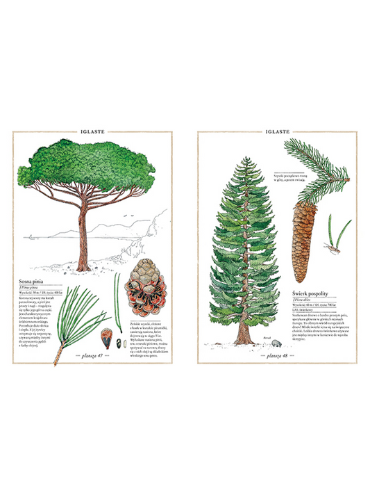 Illustrated inventory of trees