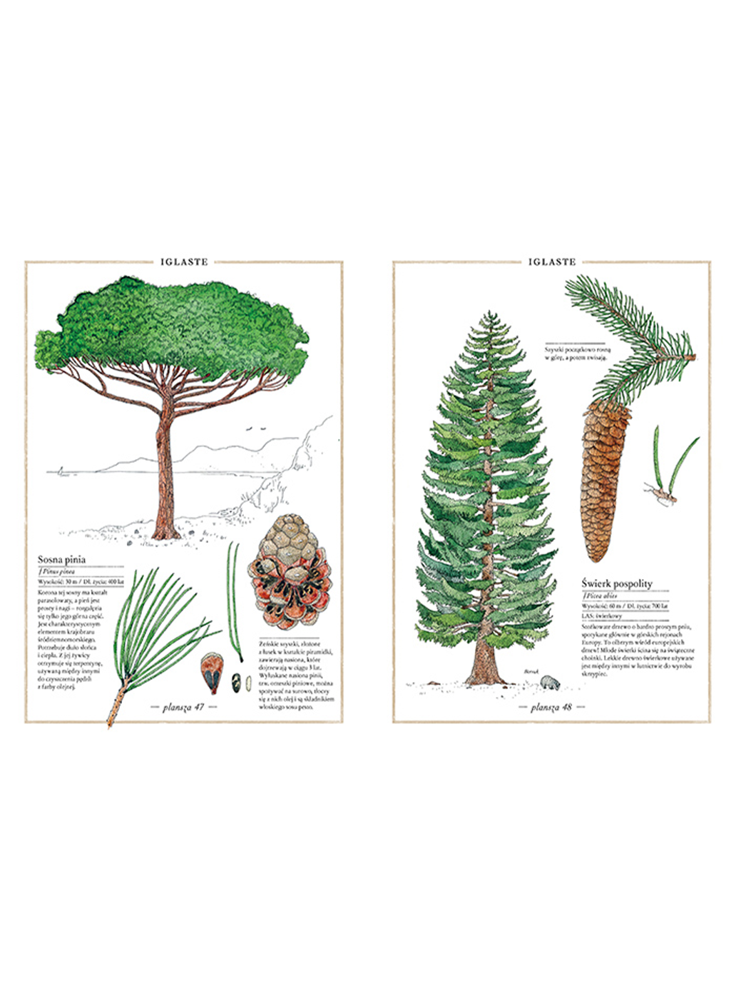 Inventario ilustrado de árboles.