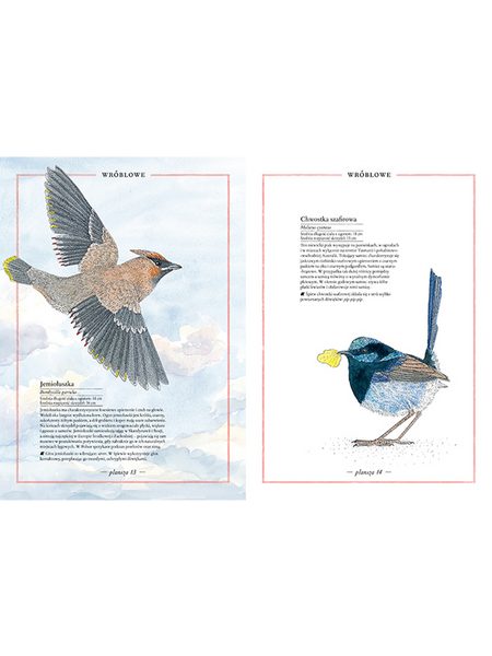 Illustrated inventory of birds