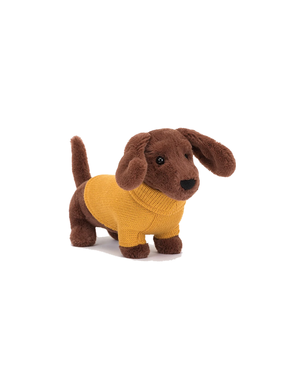 Cuddly dachshund in a sweater