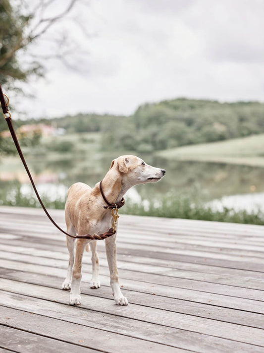 Guinzaglio per cani Robin