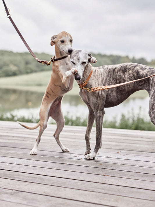 Guinzaglio per cani Robin