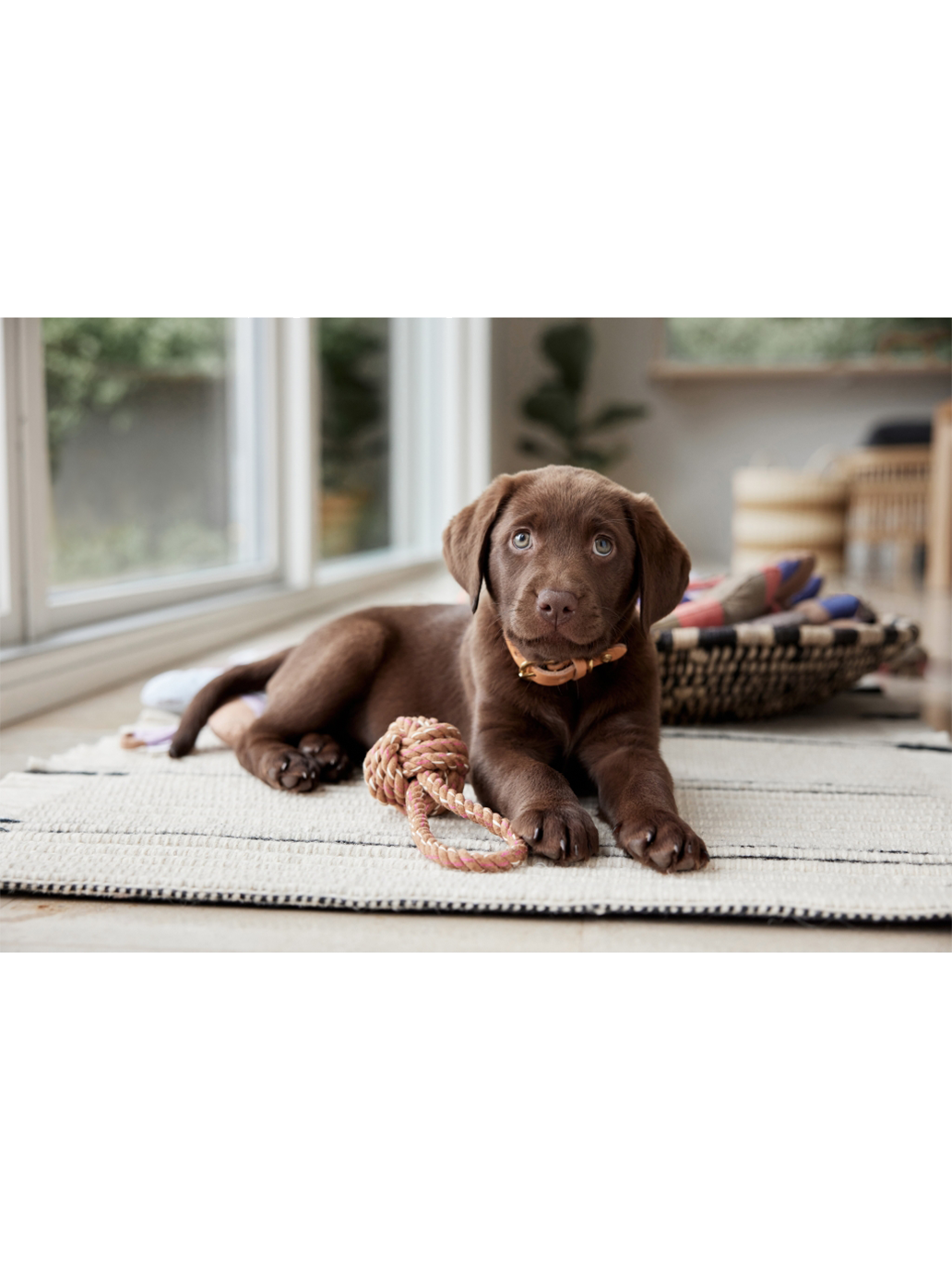 Otto Rope Dog Toy