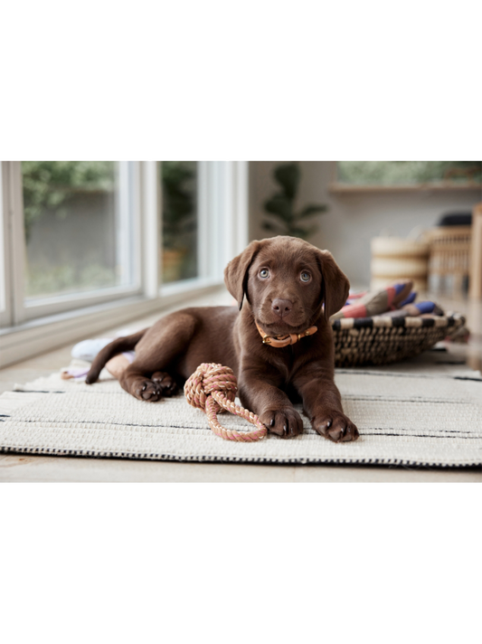 Otto Rope Dog Toy