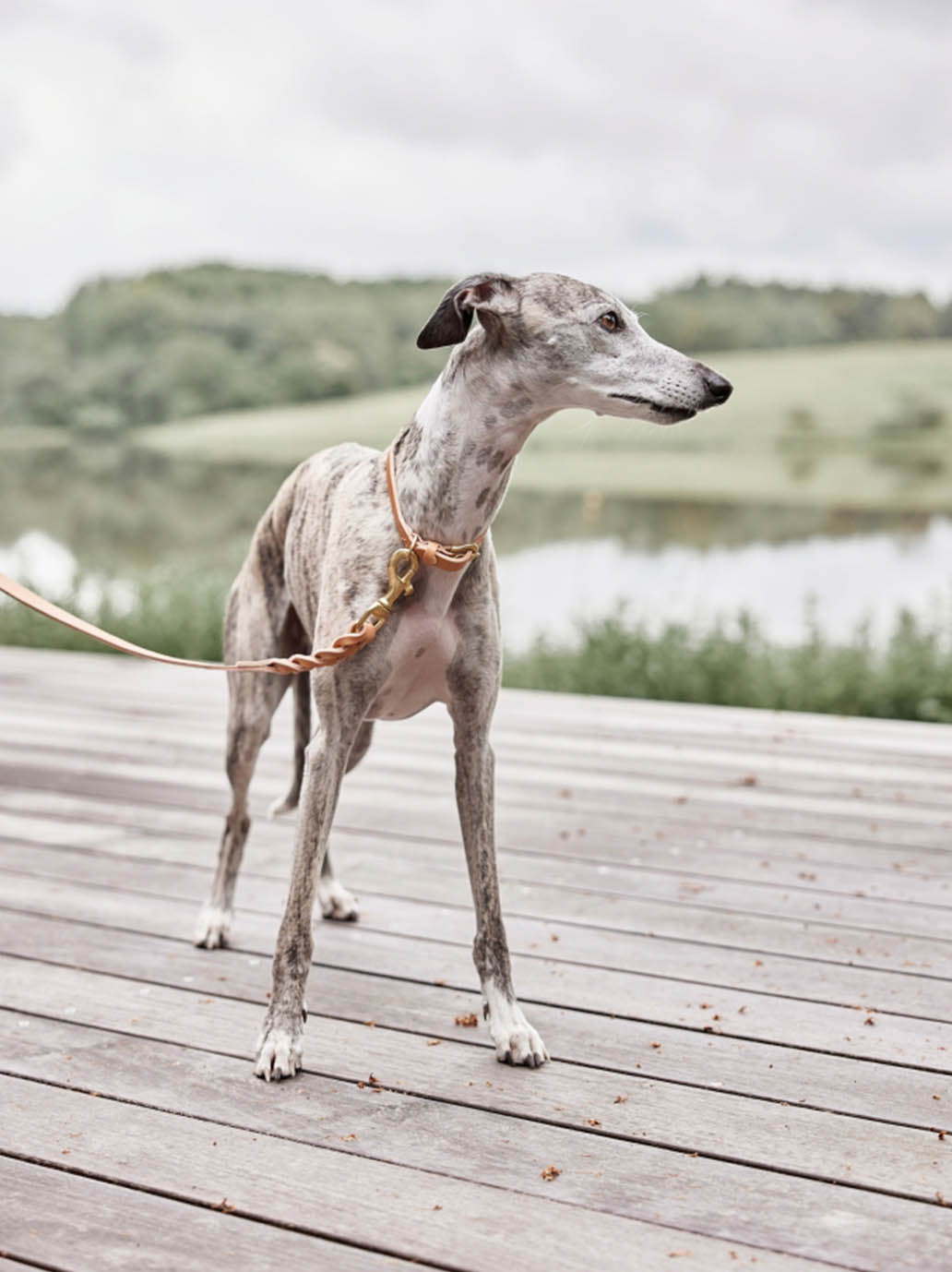 Collar de perro Robin