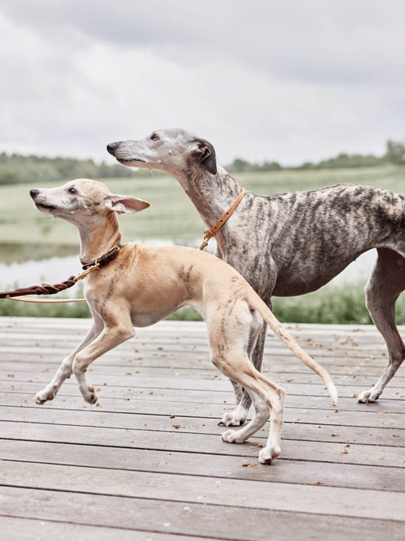 Collare per cani Robin