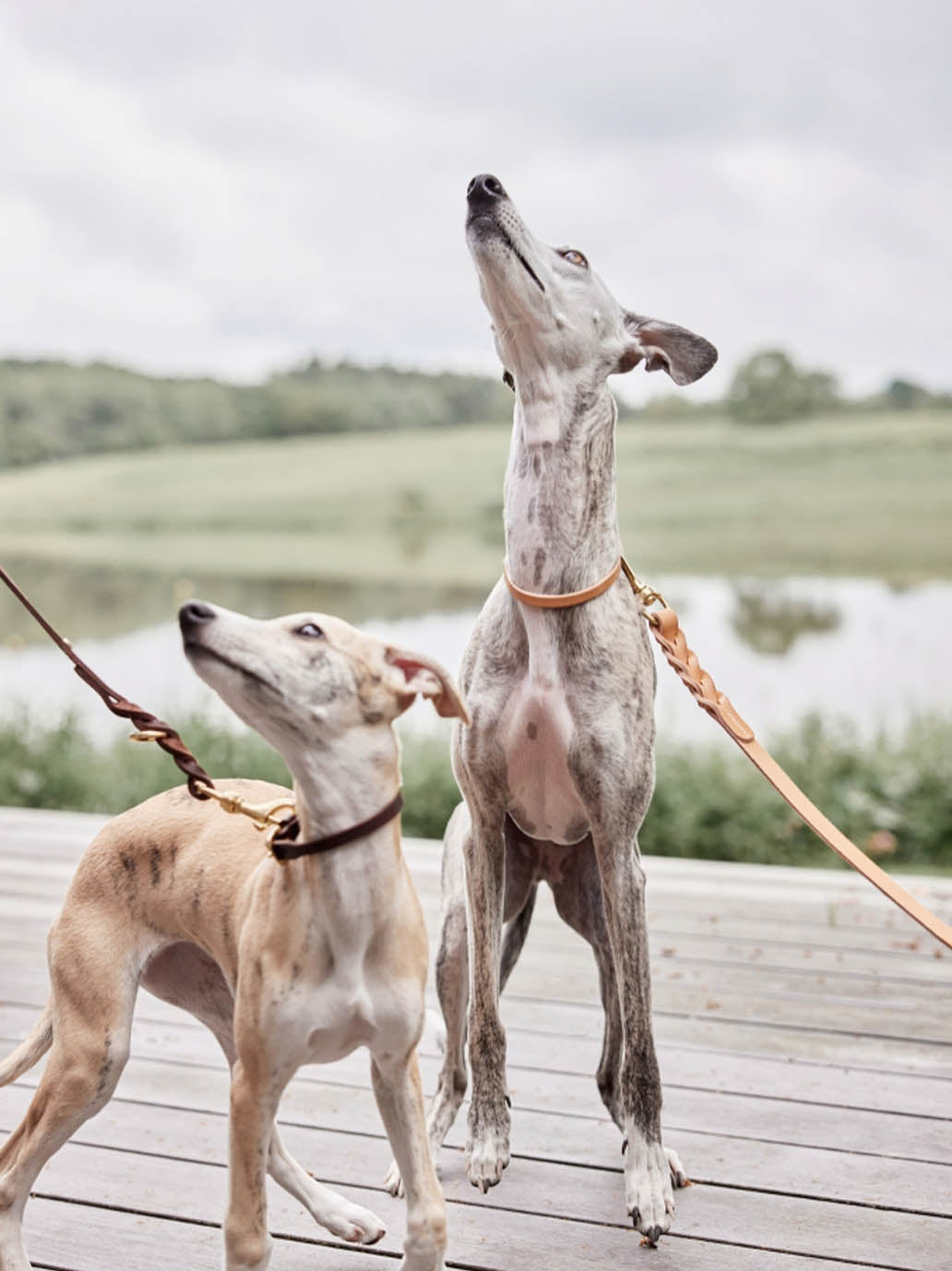 Robin Dog Collar