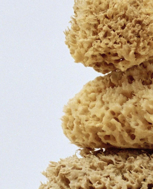 Natural sea sponge