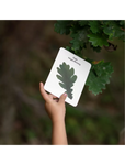 Educational cards drzewa