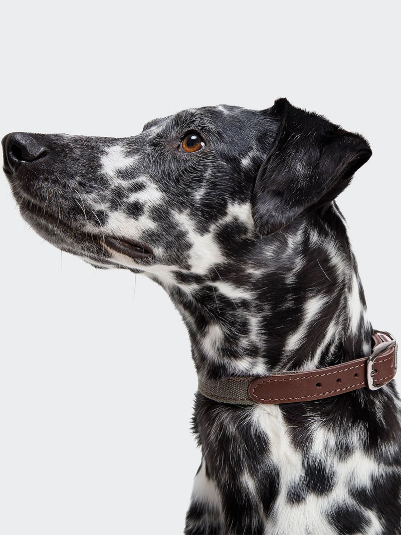 Dog Collar Tivoli