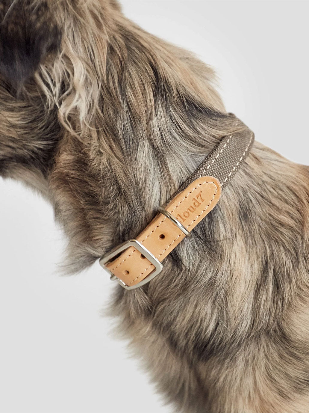 Dog Collar Tivoli