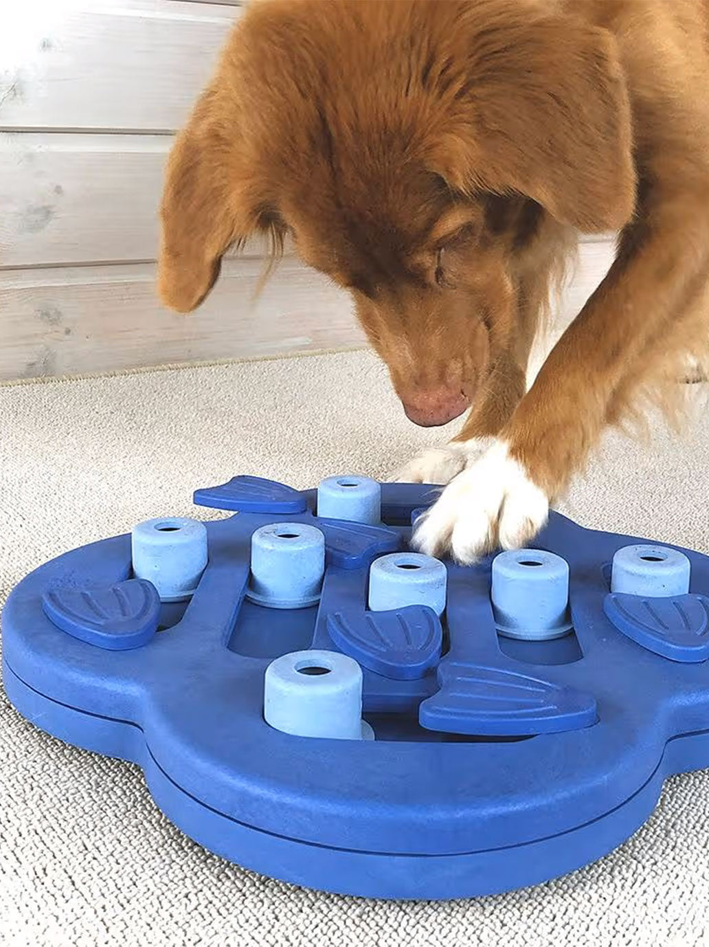 Hide N' Slide Level 2 dog educational toy