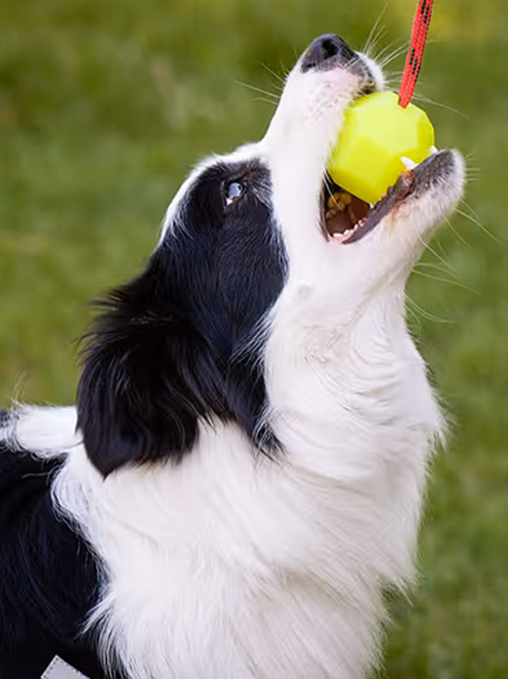 Fluorescent pull ball for dogs