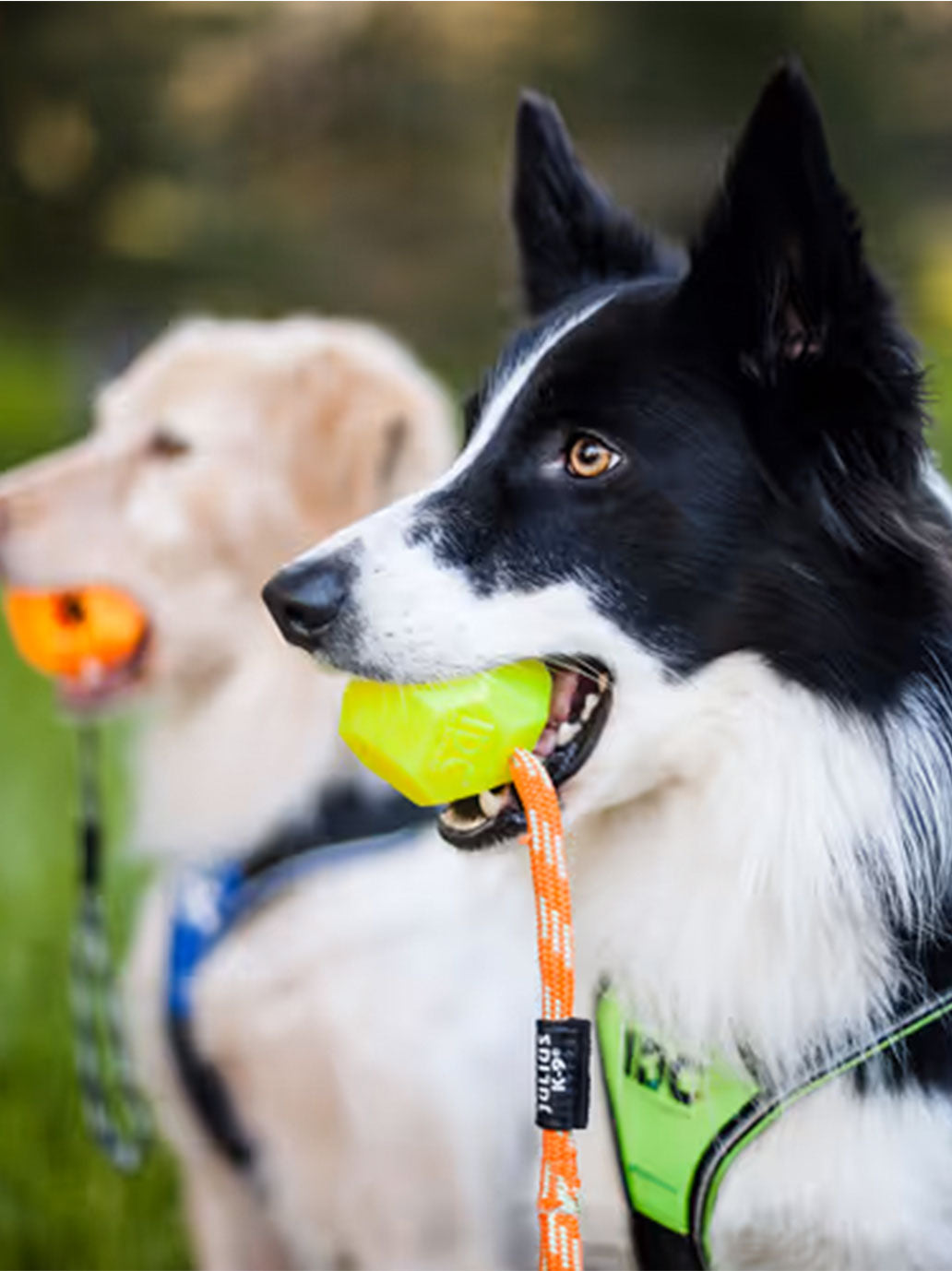 Fluorescent pull ball for dogs