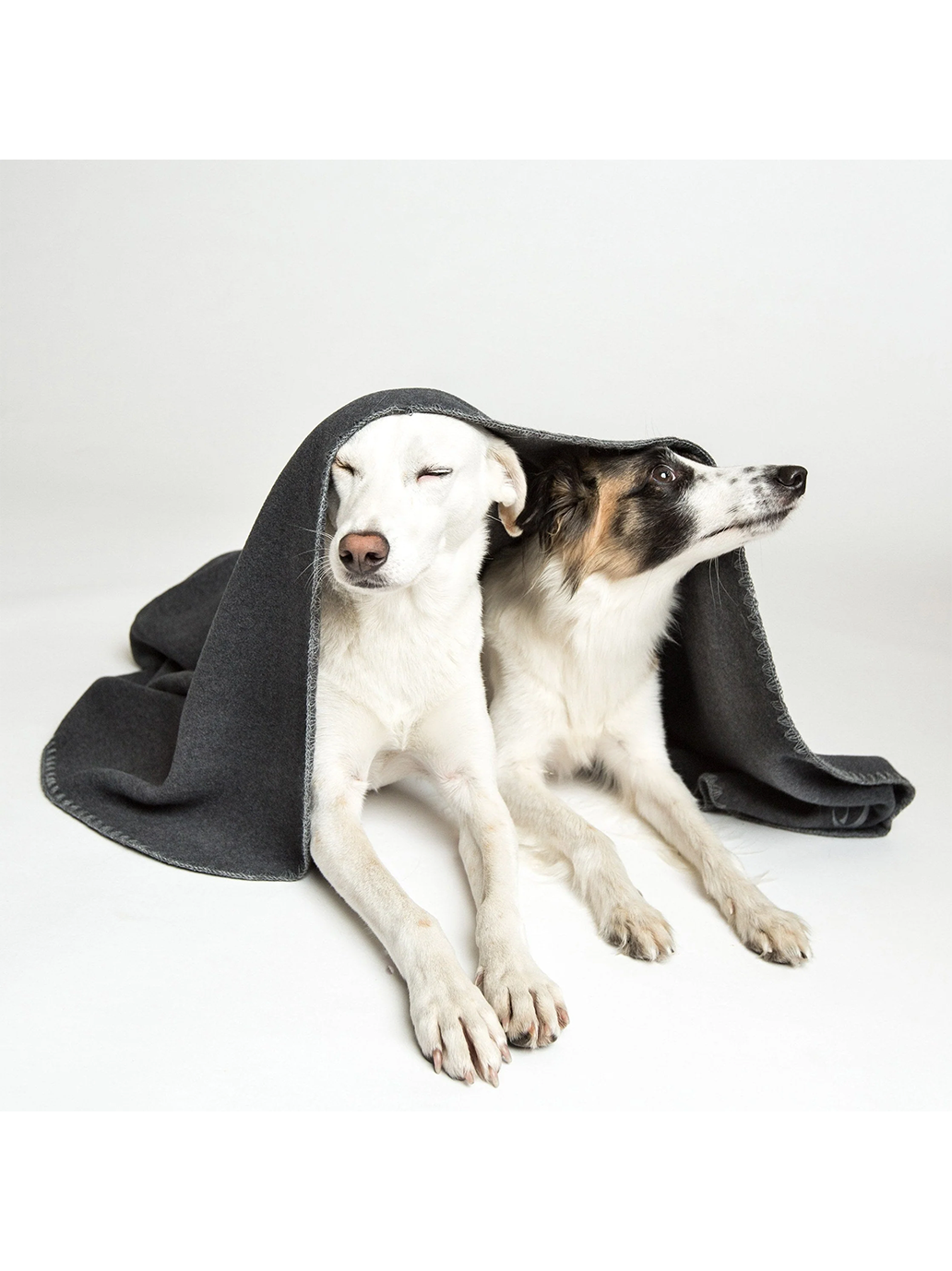 Manta polar para perros