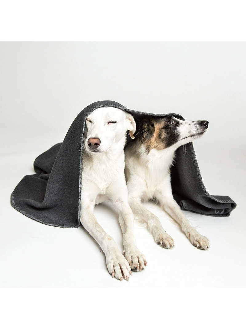 Manta polar para perros